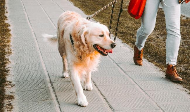 Vue 360 Apartments is a pet-friendly community! a dog on a leash on a leash