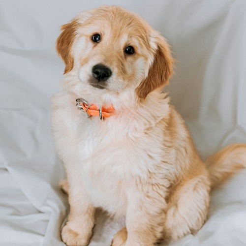 Pet Policy Image